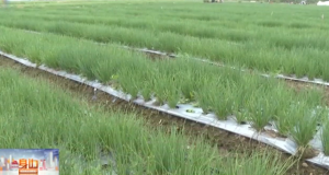 ȫݣ֌硰ƽˡ ؿ¸·